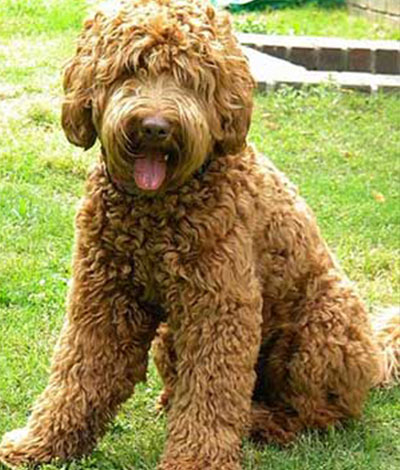 Ripley - The proud Australian Labradoodle Daddy