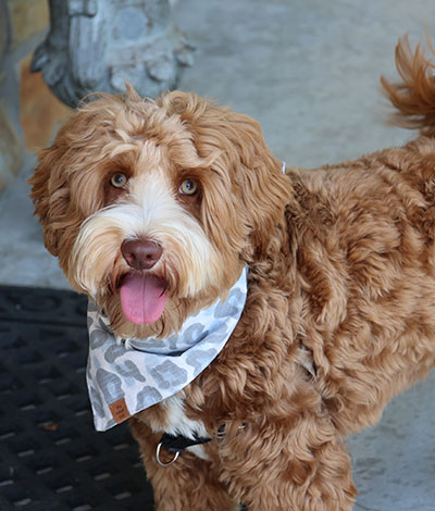 River - The proud Australian Labradoodle Daddy