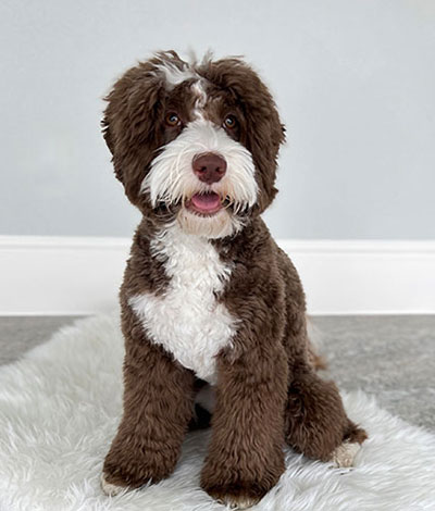 Rocky the labradoodle upcoming litter