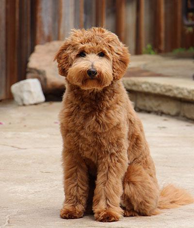 Dam: Rosie - The adorable Australian Labradoodle Mom