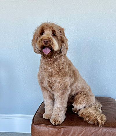 Dam: Roux - The adorable Australian Labradoodle Mom