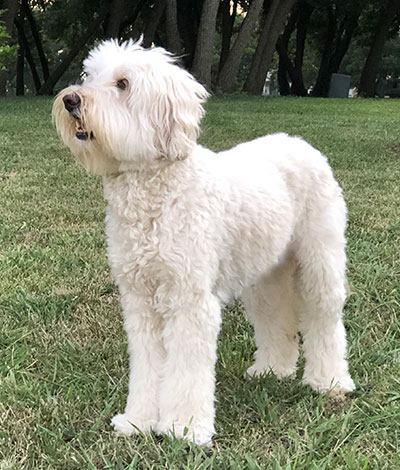 Dam: Tallulah - The adorable Australian Labradoodle Mom