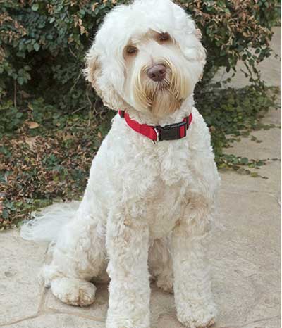 Dam: Tillie - The adorable Australian Labradoodle Mom