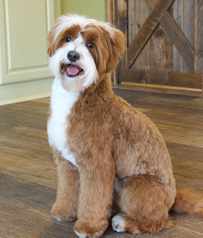 Dam: Willow - The adorable Australian Labradoodle Mom