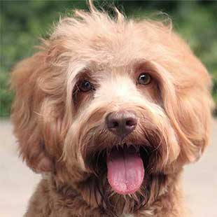 waffles the Legendary Labradoodle
