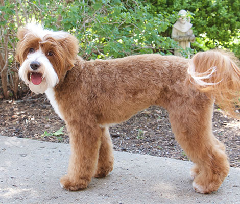 LEGENDARY LABRADOODLES-Willow-Female Labradoodle
