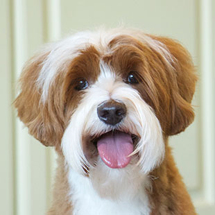 Willow the Legendary Labradoodle