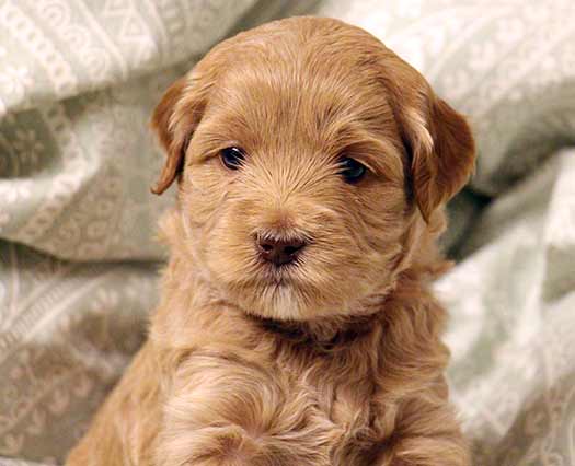 Legendary Labradoodle red puppy sitting against a blanket background