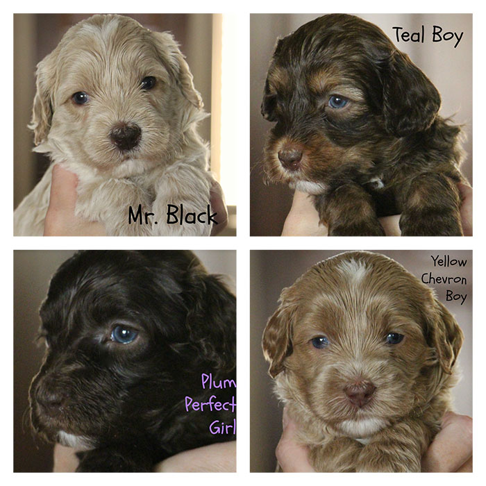 Junebug and Duke week 4