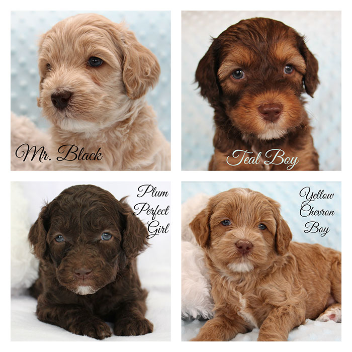 Junebug and Duke week 5