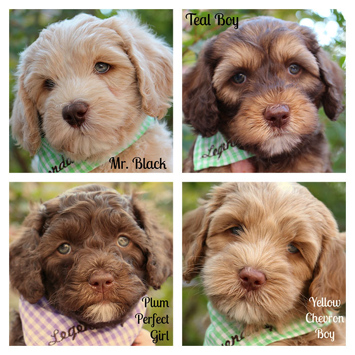 Junebug and Duke week 7