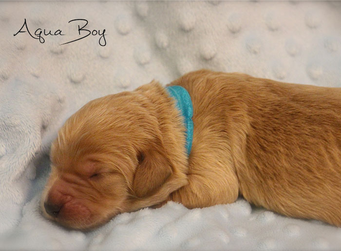 Aqua Boy from Gracie and Dempsey week 1