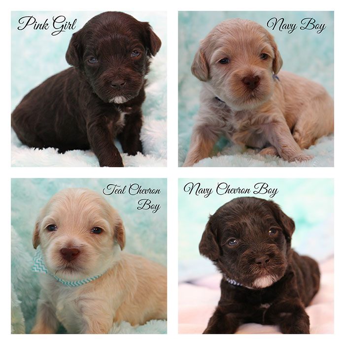 Junebug and Duke week 3