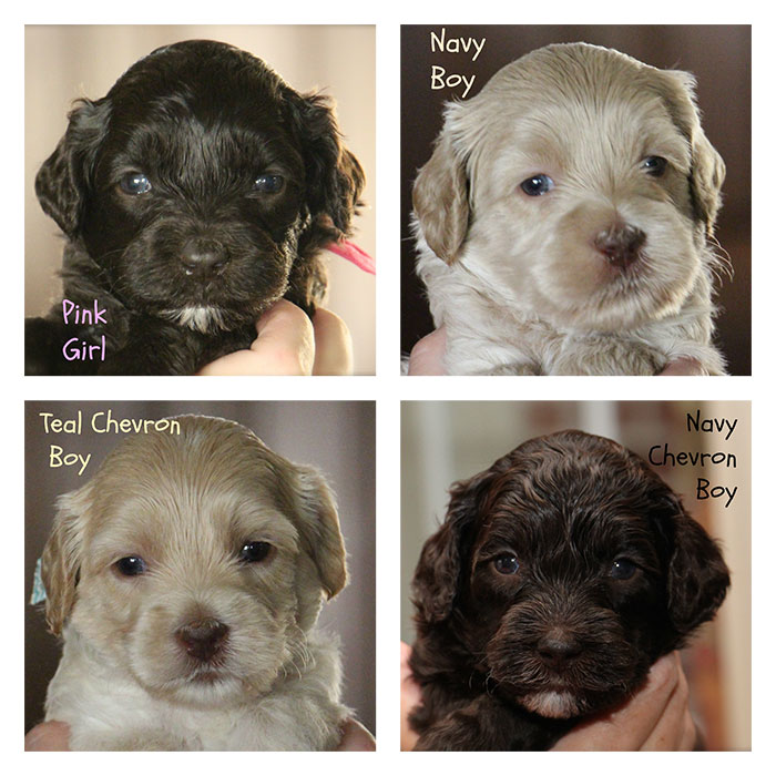 Junebug and Duke week 4