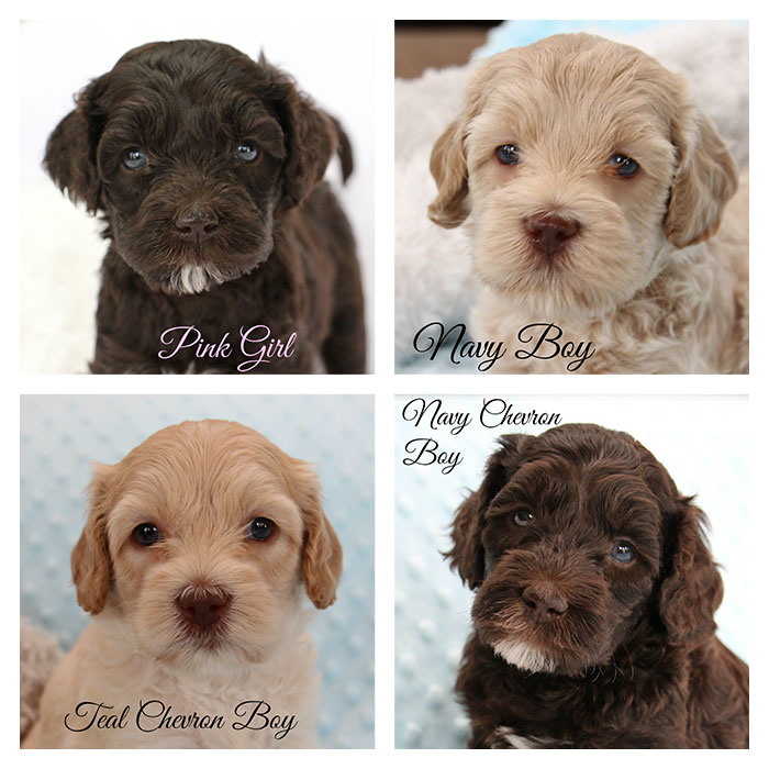 Junebug and Duke week 5