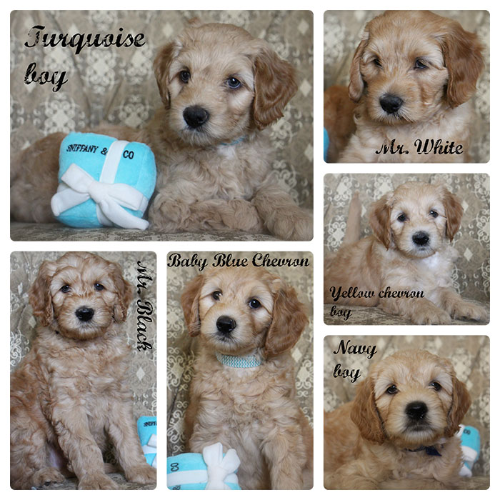 Gracie and Ben week 7