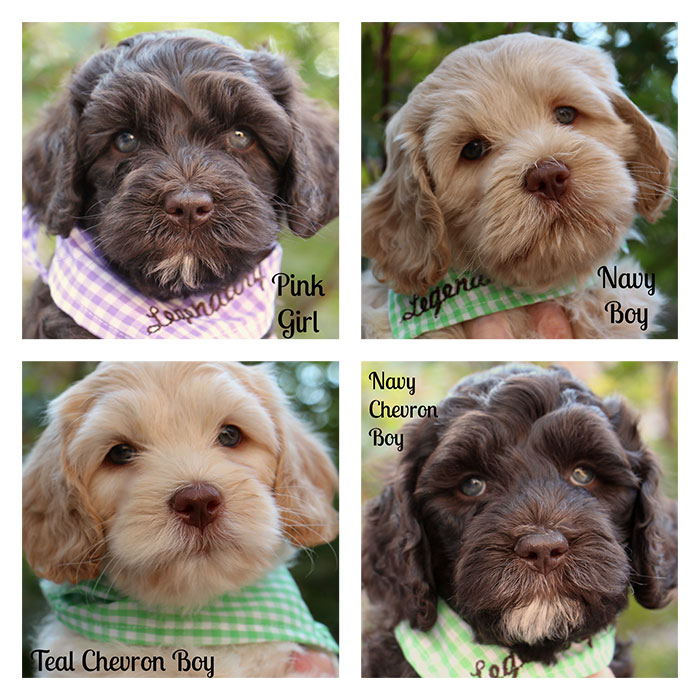 Junebug and Duke week 7