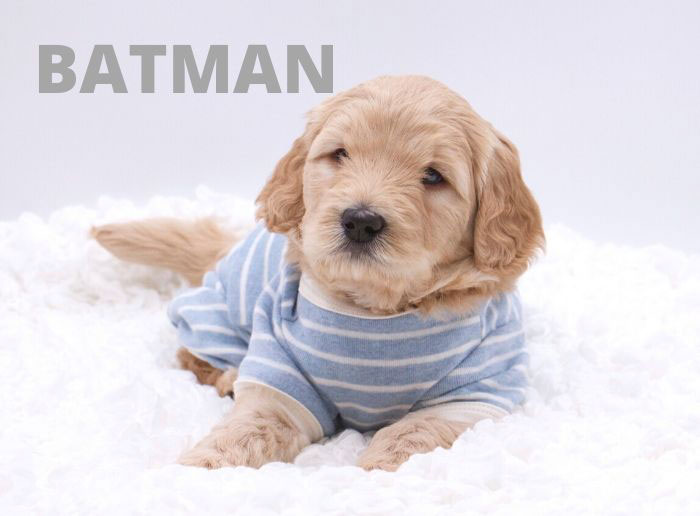 batman from tallulah and rhodie week 5