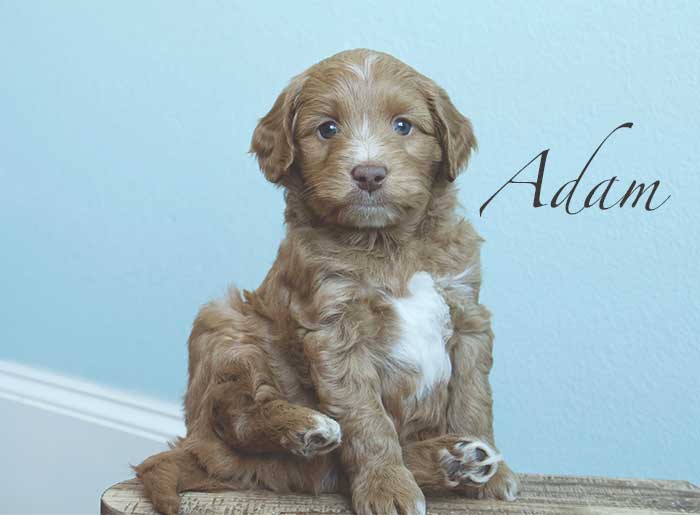 adam from penny and remi week 5