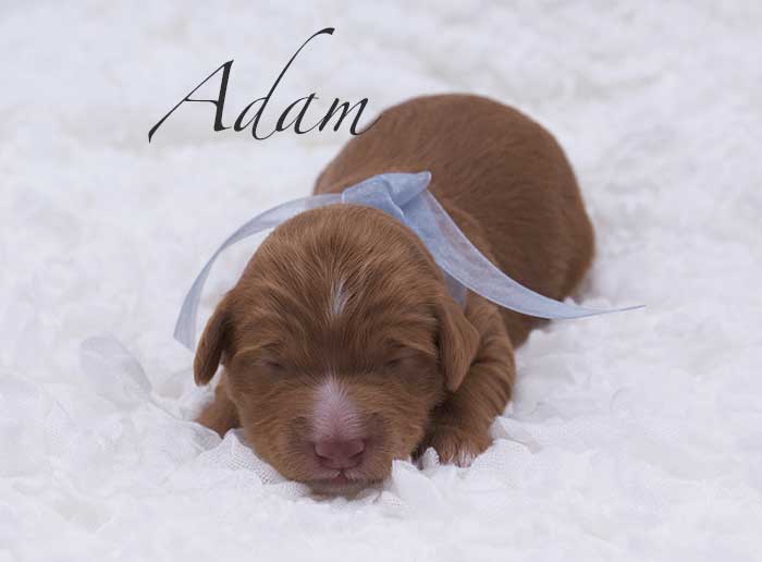 adam from penny and remi week 1