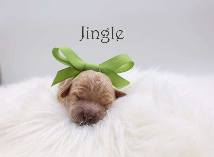 jingle from birdie and flirt week 1