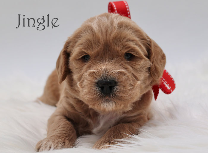 jingle from birdie and flirt week 3