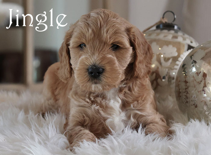 jingle from birdie and flirt week 5