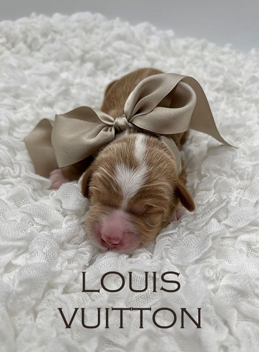 louis from piper and river week 1