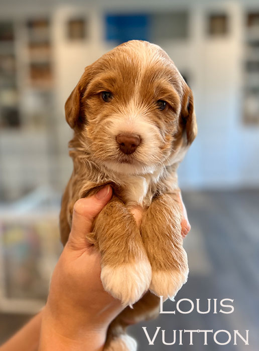 louis from piper and river week 3