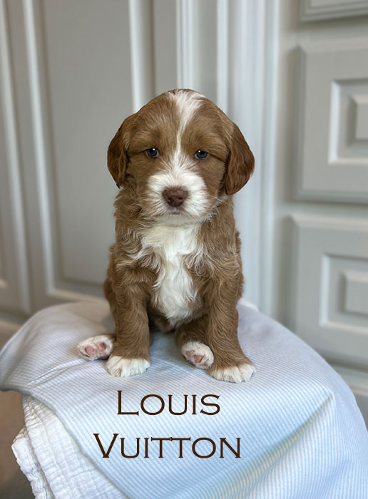 louis from piper and river week 5