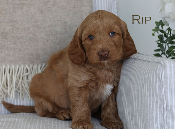 Rip from Parker and River week 5