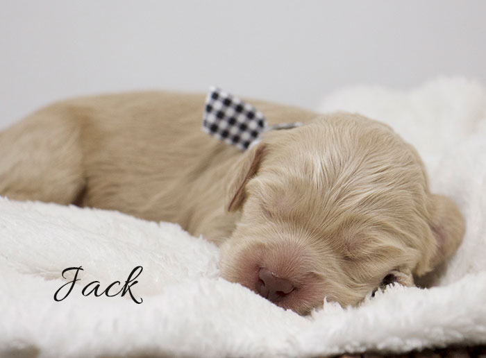 Jack from Jules and Rhodie week 1