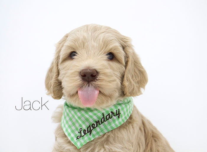 Jack from Jules and Rhodie week 5