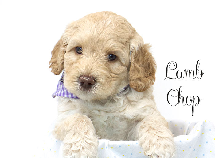 Lamb Chop from Tillie and Dutch week 5