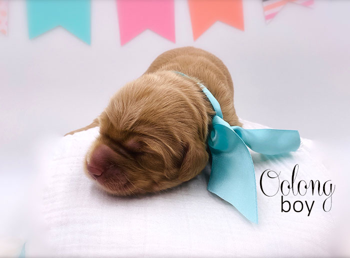 oolong from tillie and ben week 1