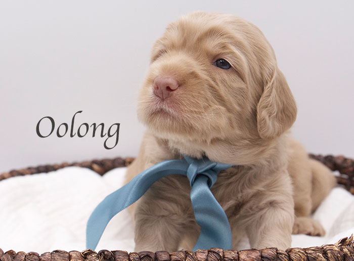 oolong from tillie and ben week 3