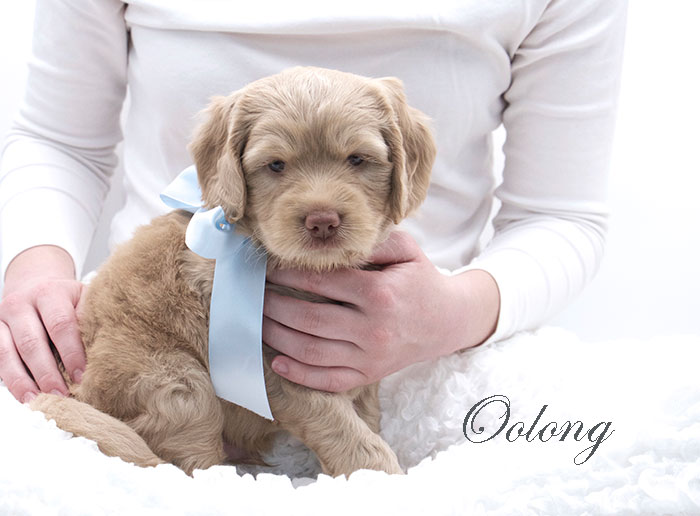 oolong from tillie and ben week 5