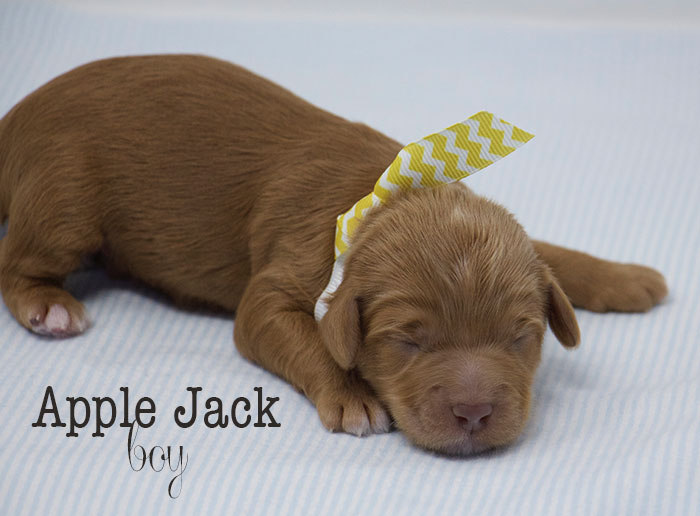 Apple Jack from Lizzie and Rhodie week 1