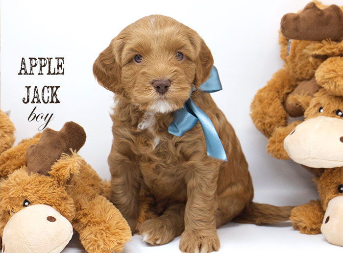 Apple Jack from Lizzie and Rhodie week 5