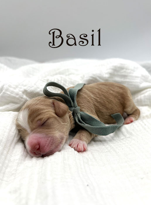 cumin from libby and henry week 1