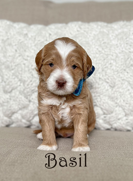 cumin from libby and henry week 3