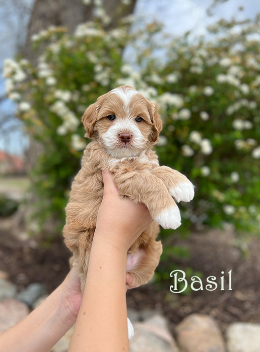 cumin from libby and henry week 5