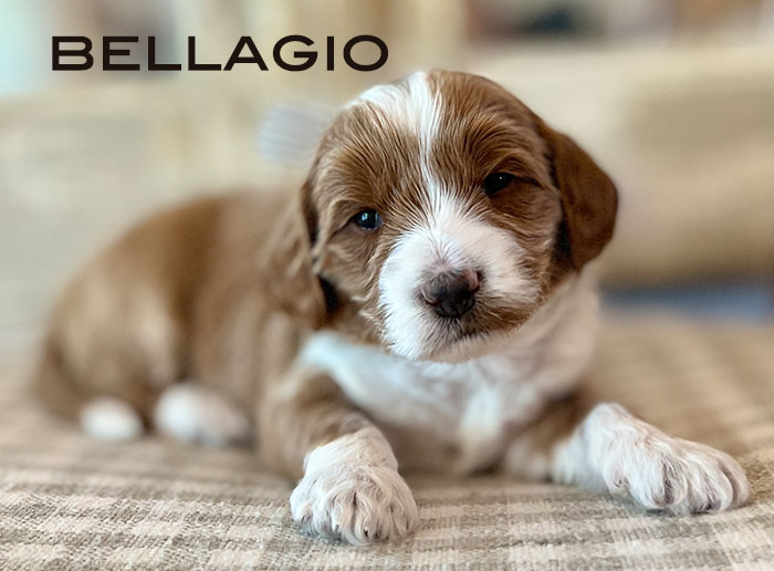 Bellagio from Izzy and Flirt week 3