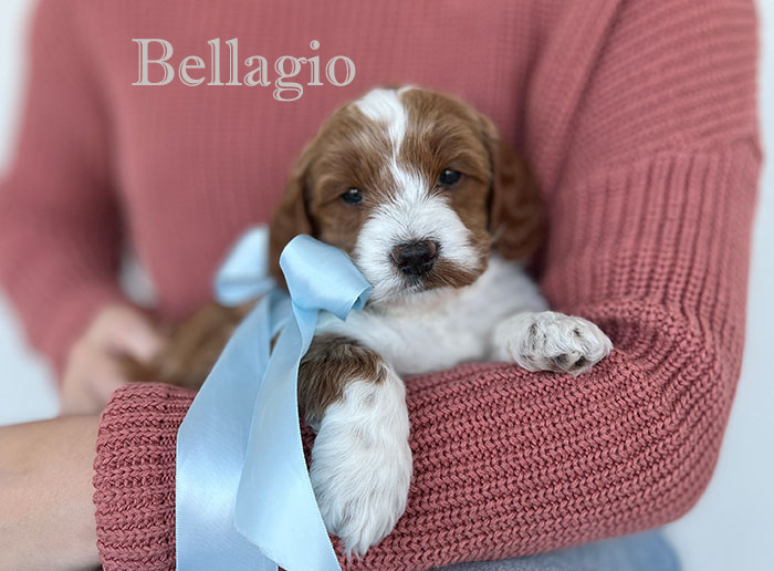 Bellagio from Izzy and Flirt week 5