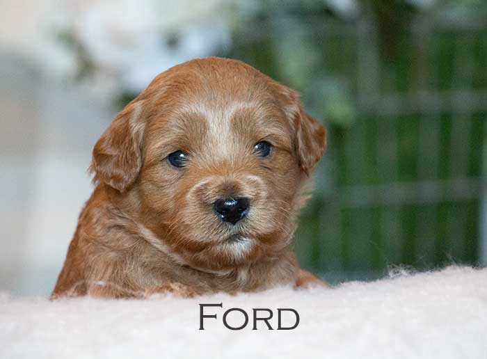 ford from annie and finn week 3