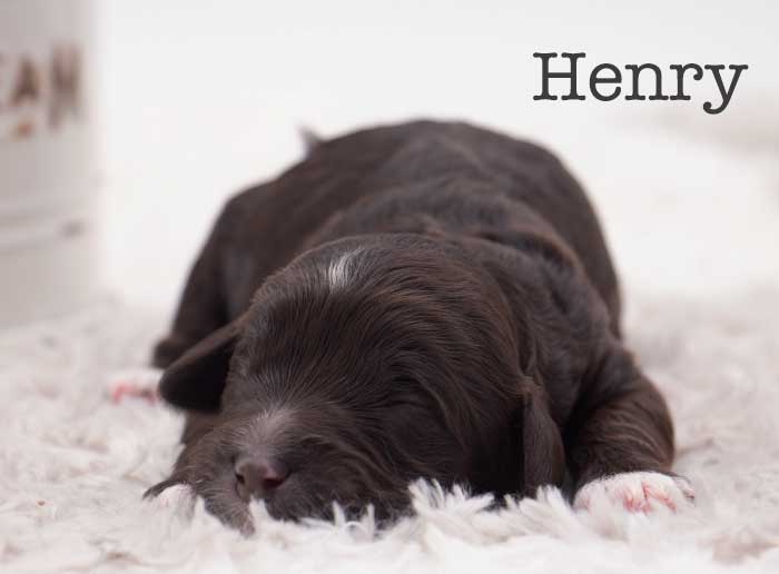 henry from stella and brisket week 1