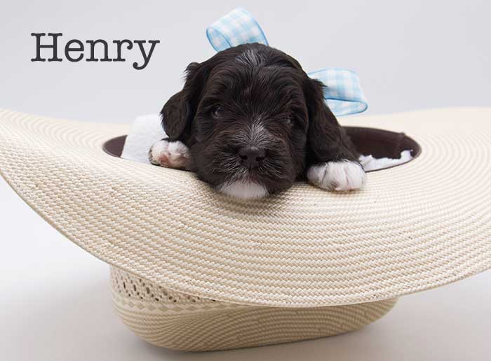 henry from stella and brisket week 3