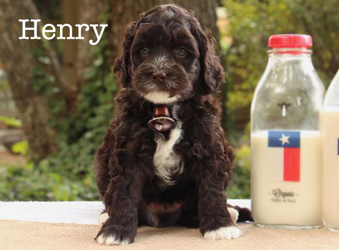 henry from stella and brisket week 5