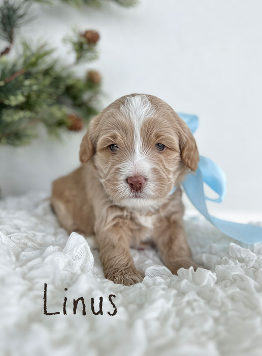 linus from marlee and river week 3