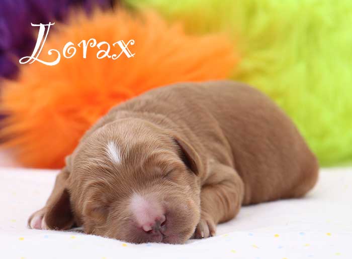 lorax from mayzie and rhodie week 1